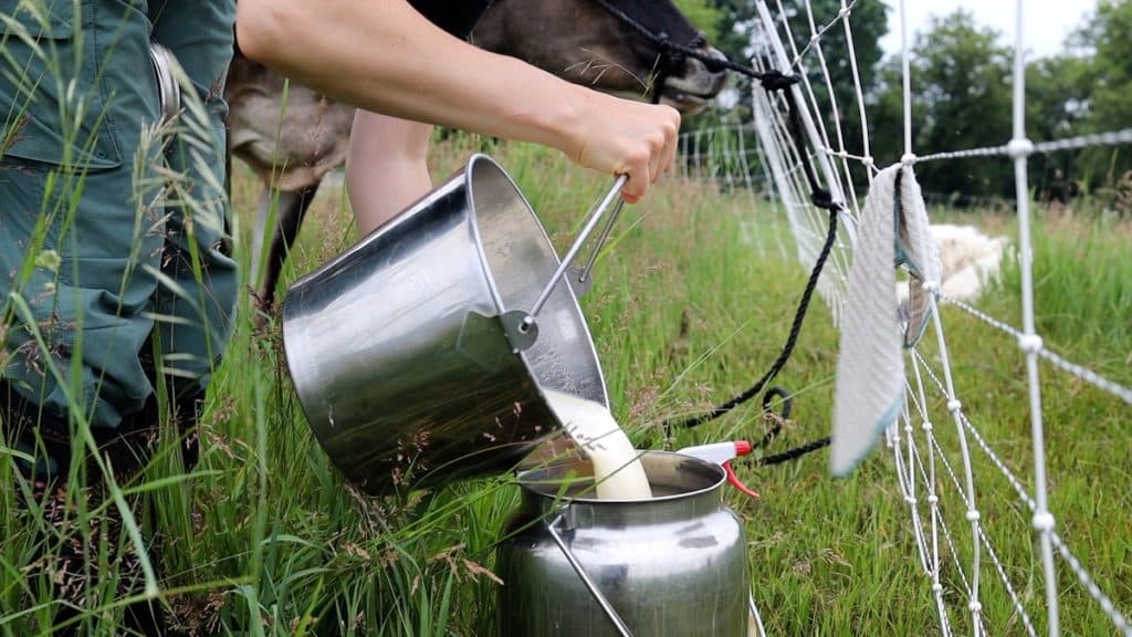our simple cow milking process