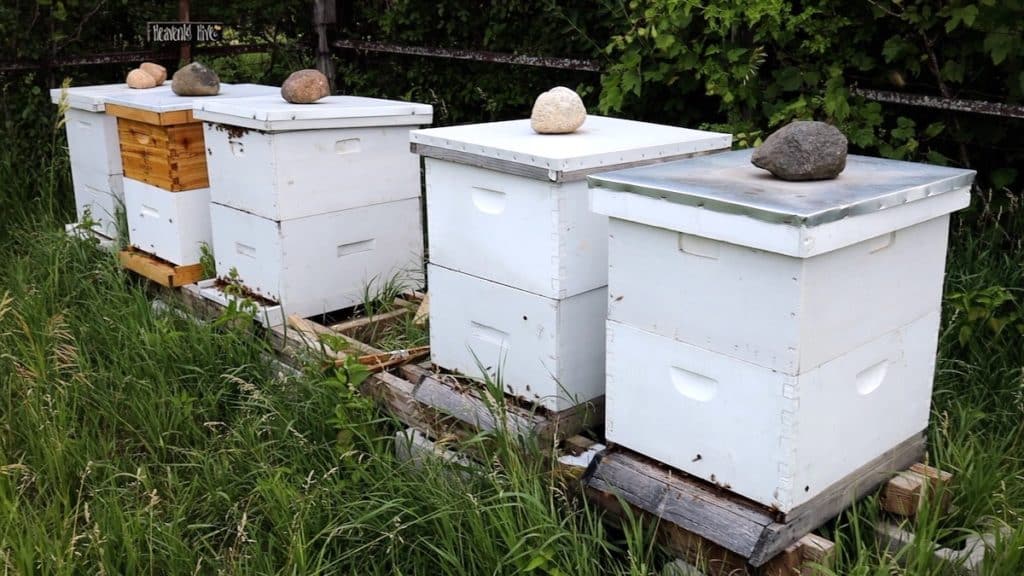 adding honeybees to your garden