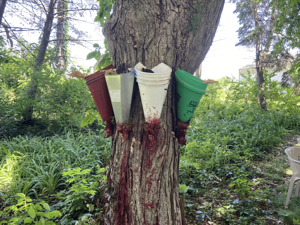 chicken killing cones fastened to tree