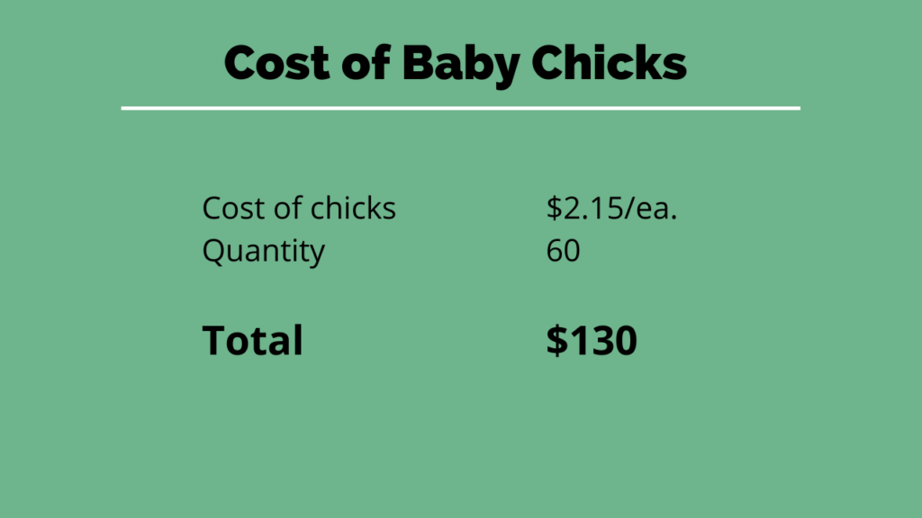 cost of baby chicks