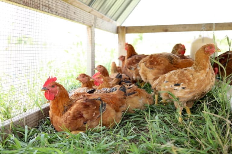 Cost of Raising Chickens for Meat on a Small Scale