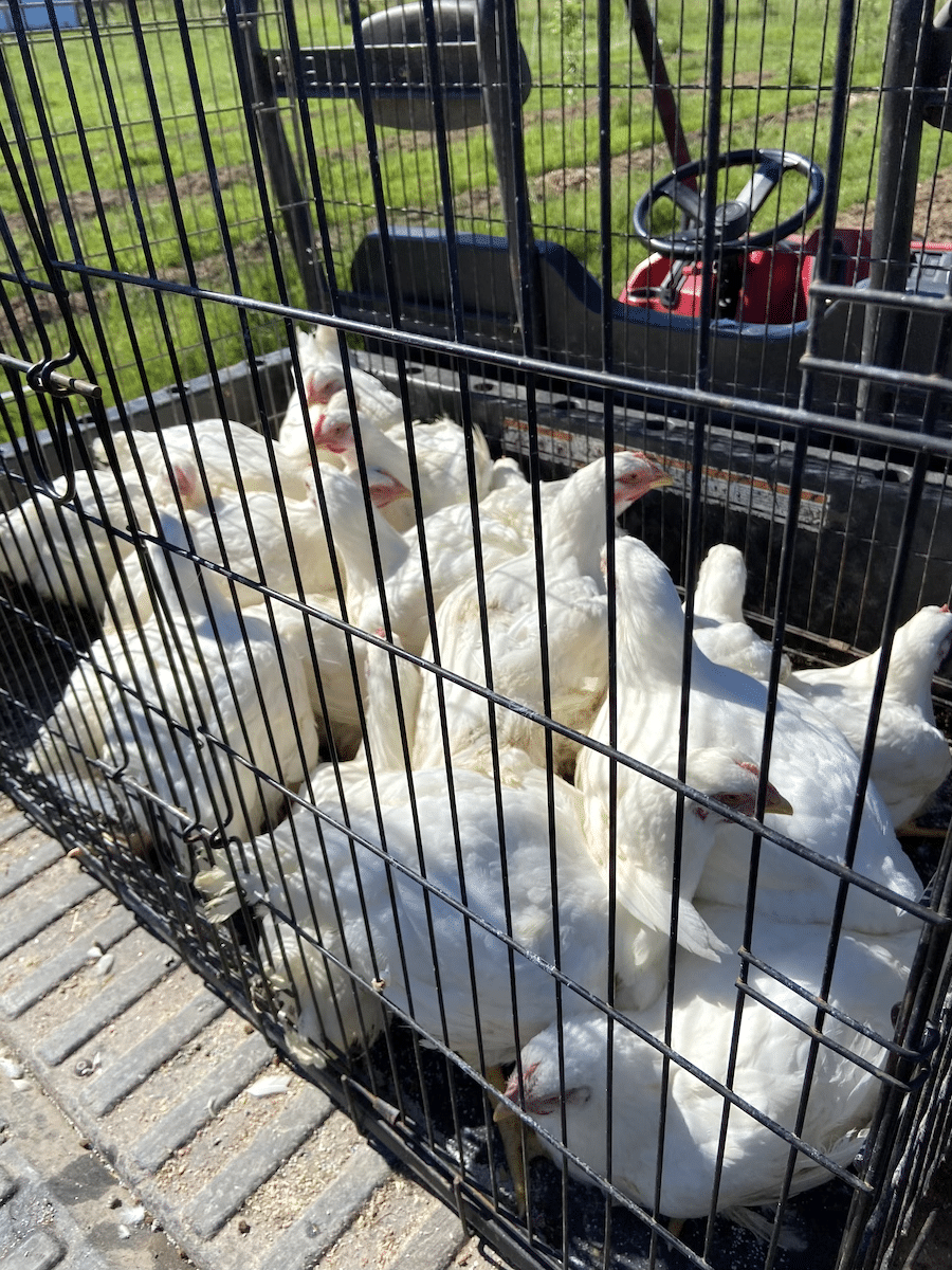 meat chickens being transported in dog crate
