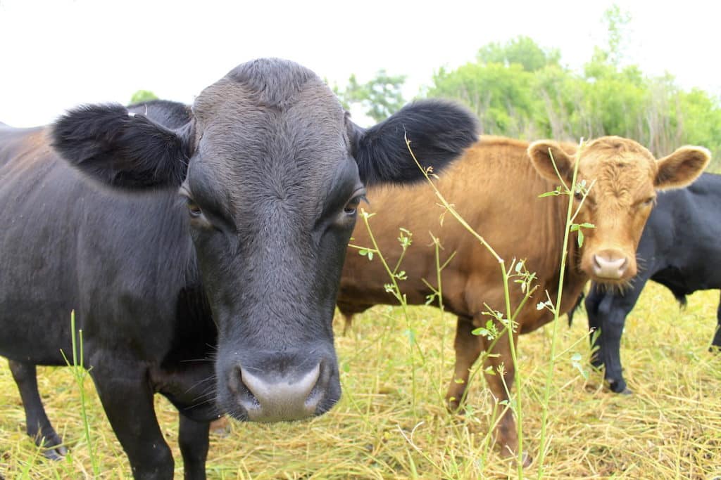 pasture raised cows from terra vitae farms