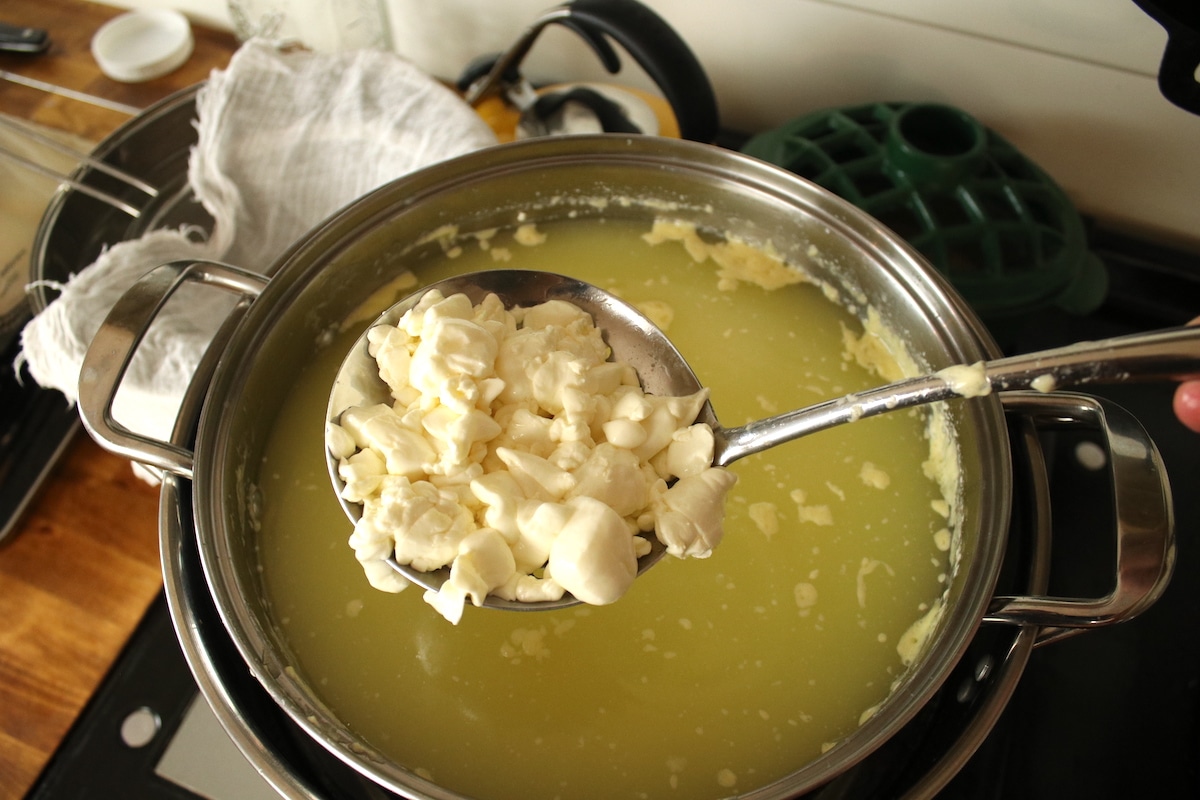 scooping curd while making cheddar at home