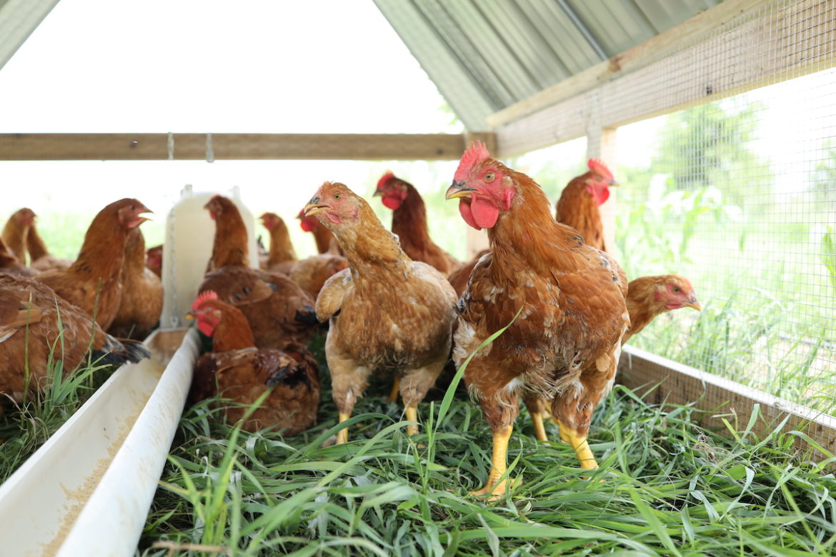 Blu Kote for Chickens Save Your Chicken's Life! From Scratch Farmstead