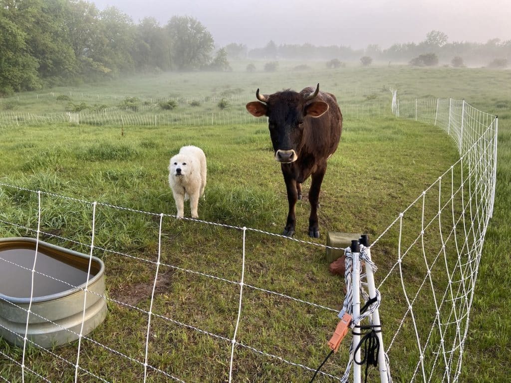 Cow and Livestock Guardian Dog