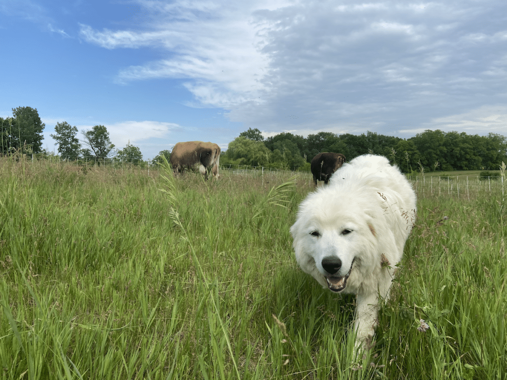 Maremma grazing with cows