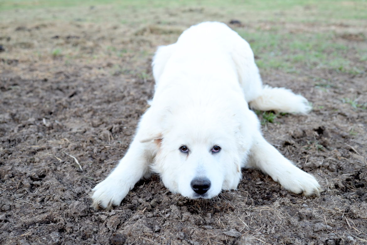 are maremma sheepdogs flock guardians