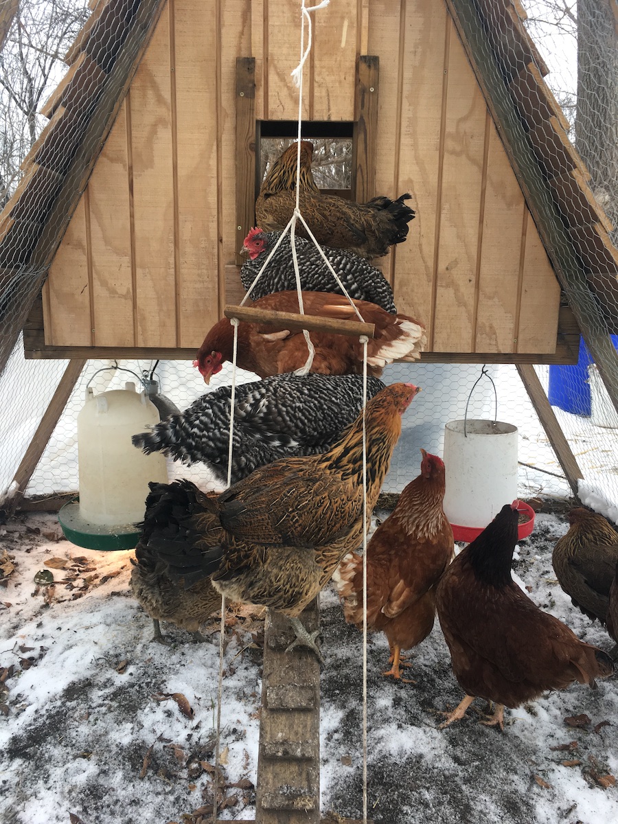 backyard laying hens in moveable chicken tractor