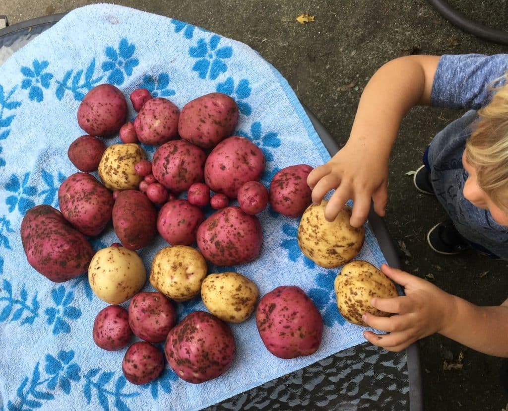 growing potatoes on a homestead