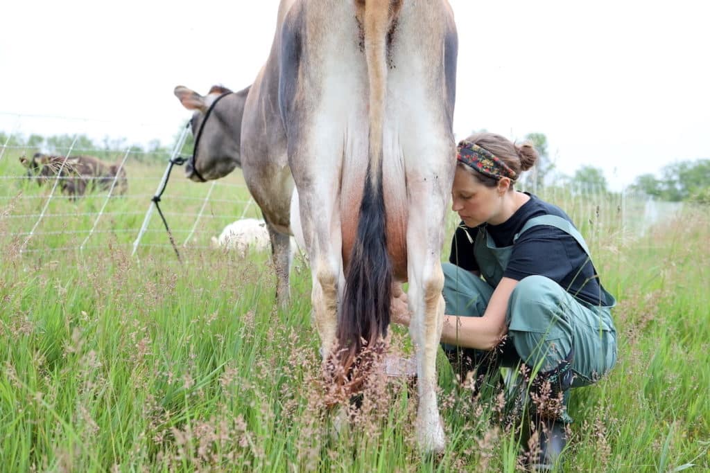hand milking family milk cow