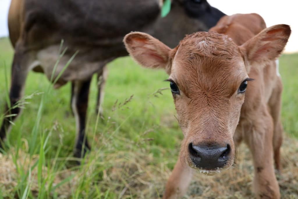 jersery milk cow with newborn calf