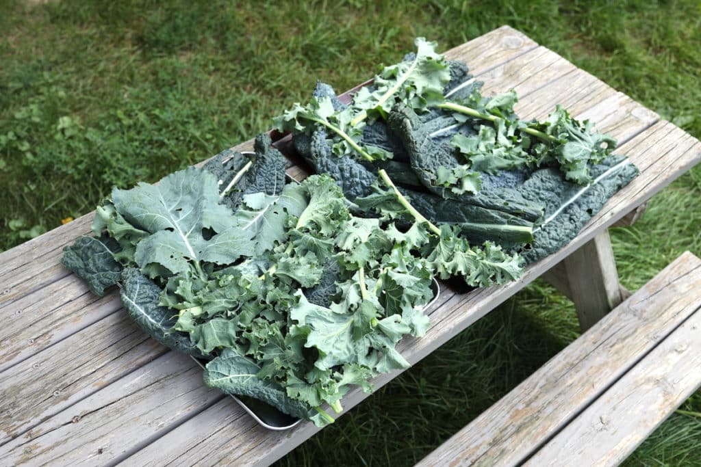 laying kale on cookie sheets to dry out