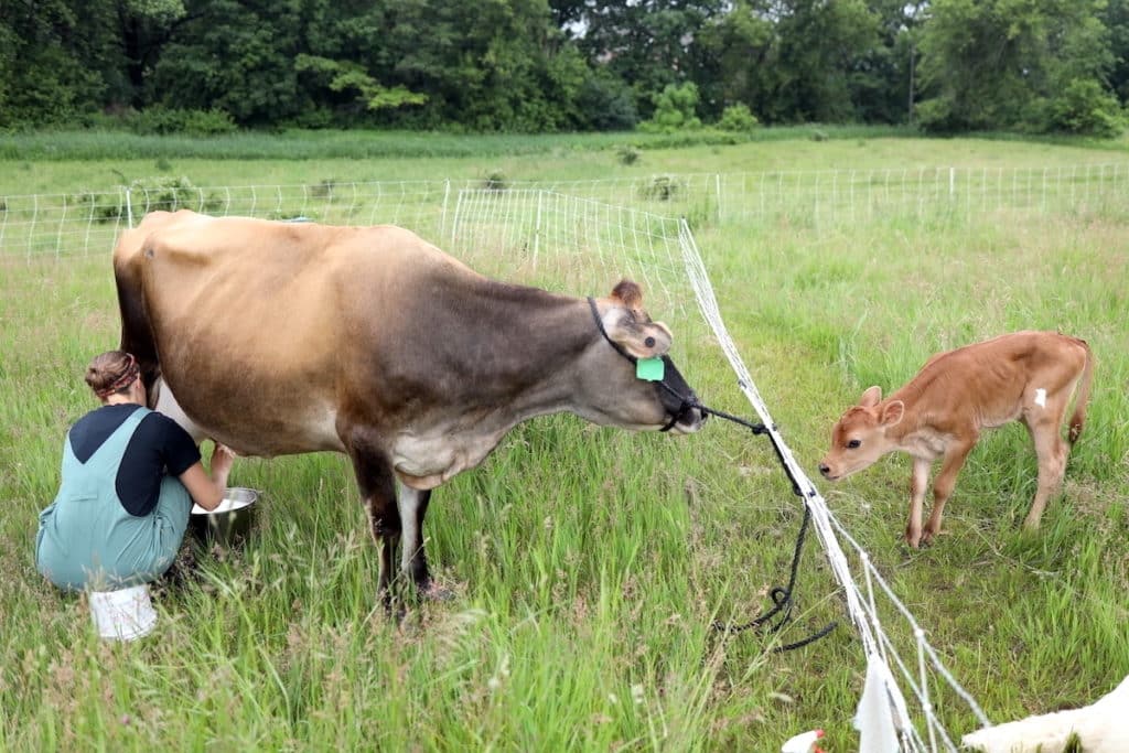 milking while calf sharing