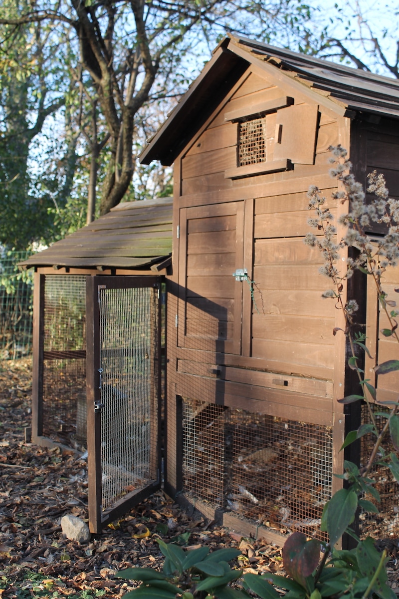 backyard chicken coop kit from costco