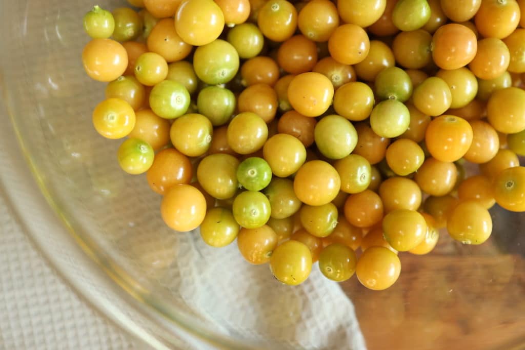 bowl of ripe ground cherries