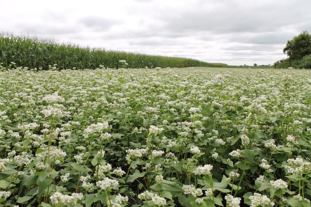 field of flowering organic buckwheat