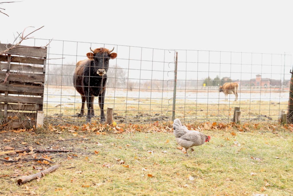 free ranging chicken in the winter