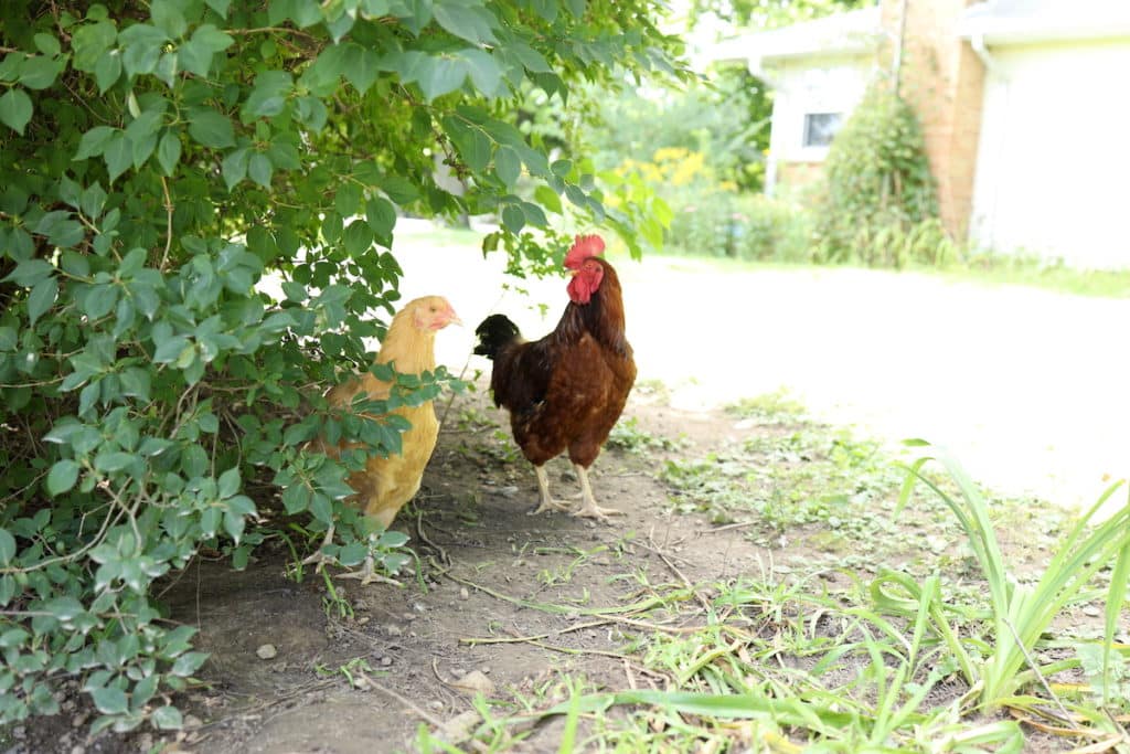 free ranging chickens in yard