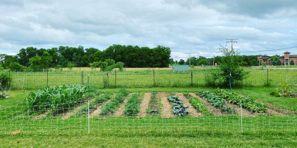 homestead vegetable garden