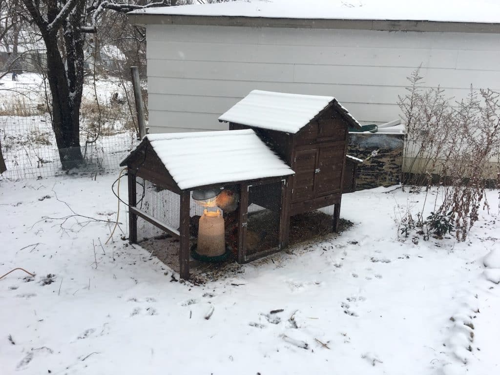 small backyard chicken coop in winter