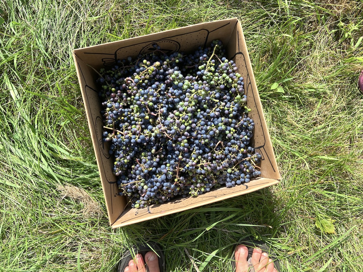 box of fresh harvested wild grapes