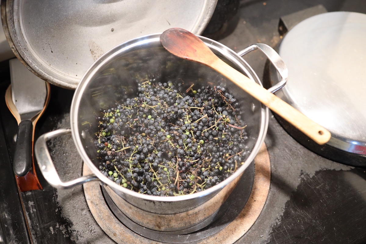 cooking down wild grapes to make juice