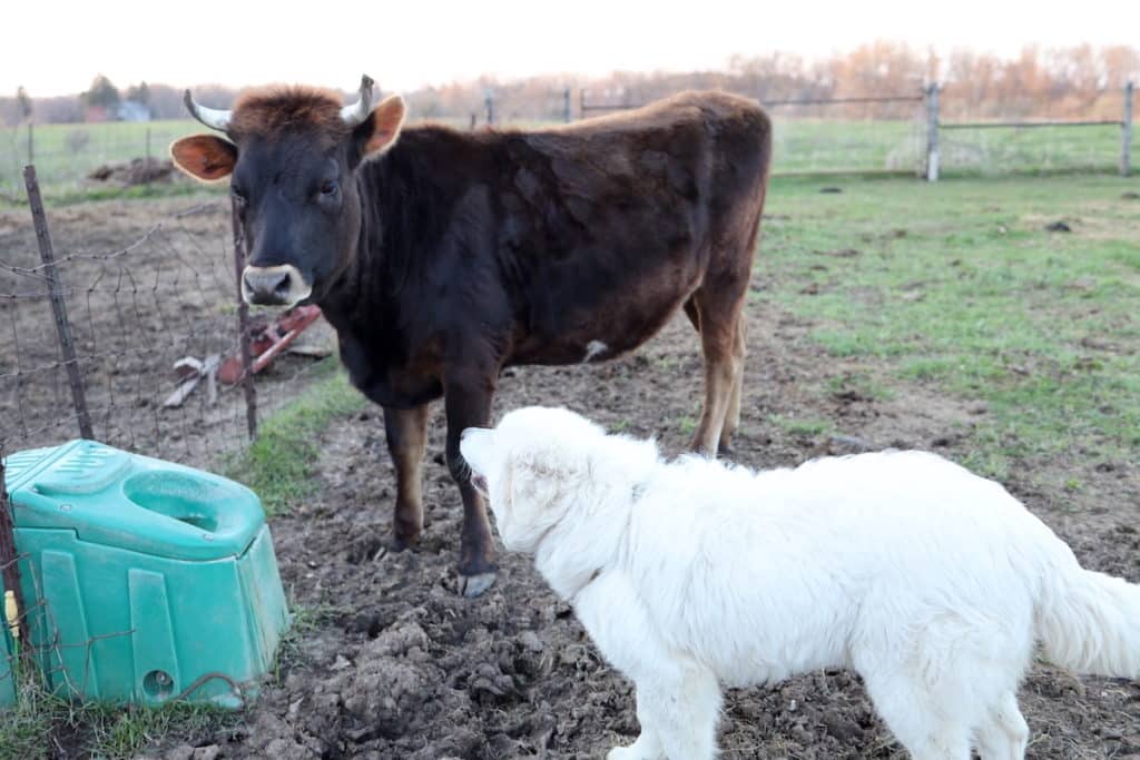 cow and lgd dog next to jug waterer