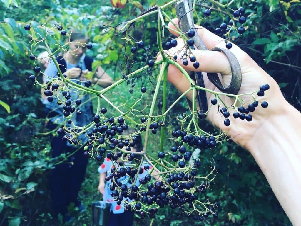 foraging for elderberries together as a family