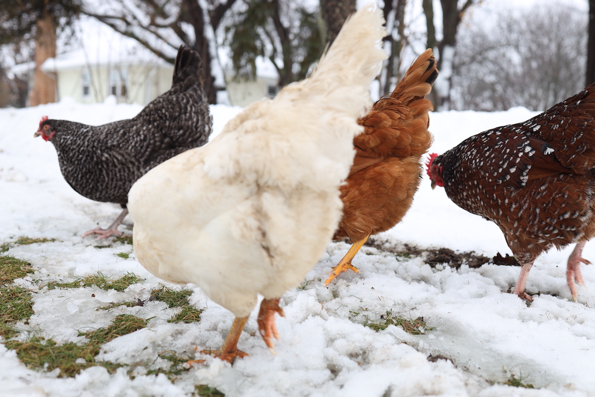 free ranging hens in the snow