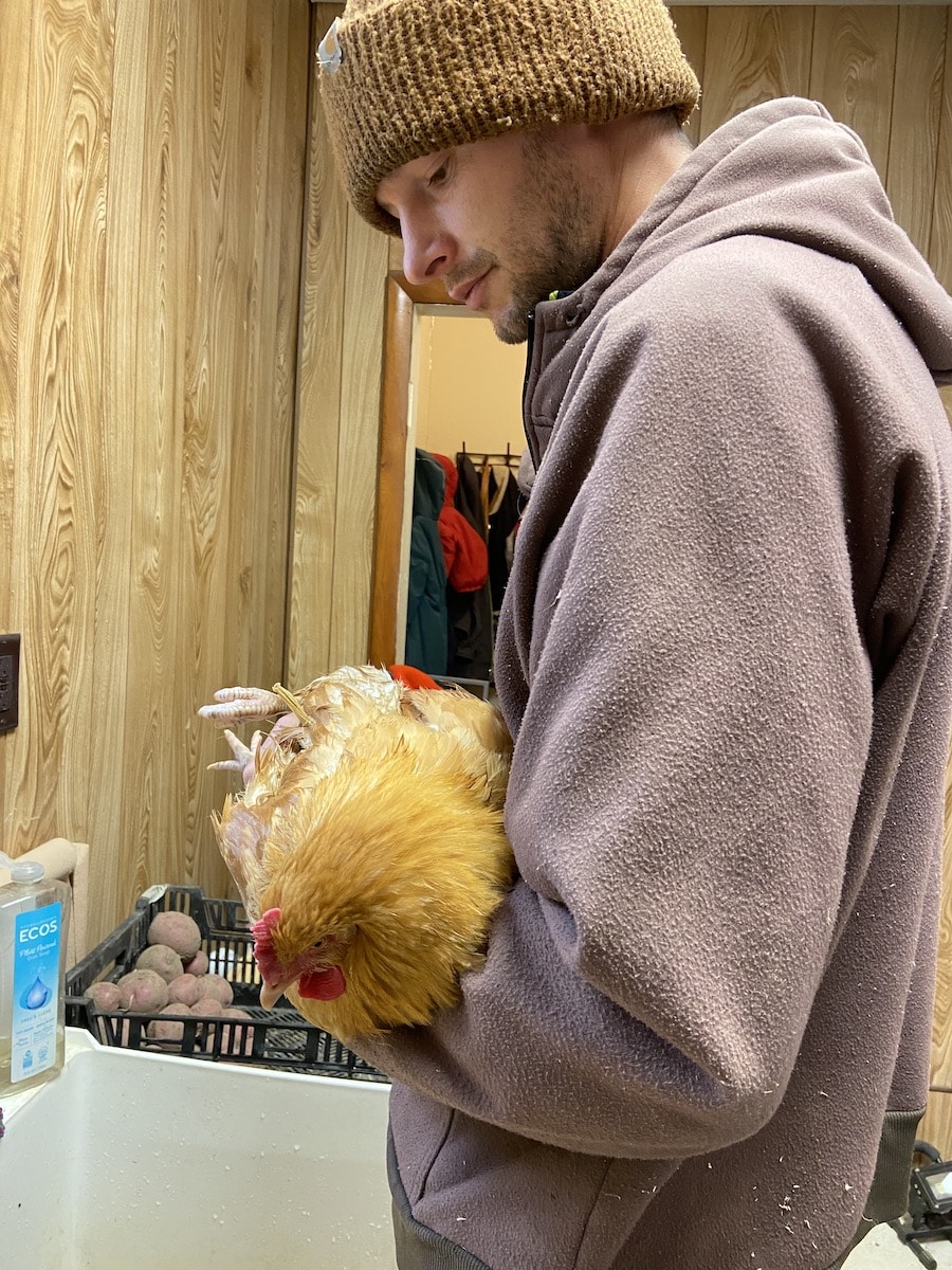 helping chicken with prolapsed vent
