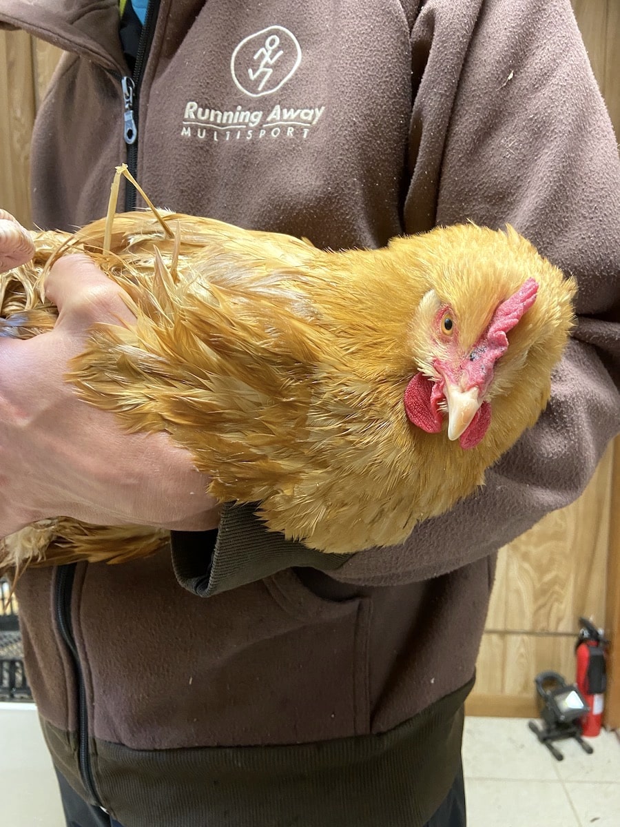 helping egg bound and prolapsed chicken