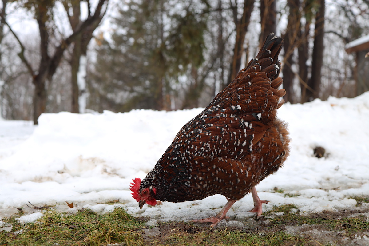 hen free ranging in the winter
