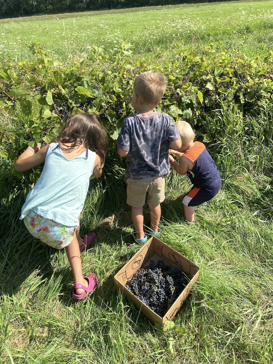 kids harvesting wild grapes