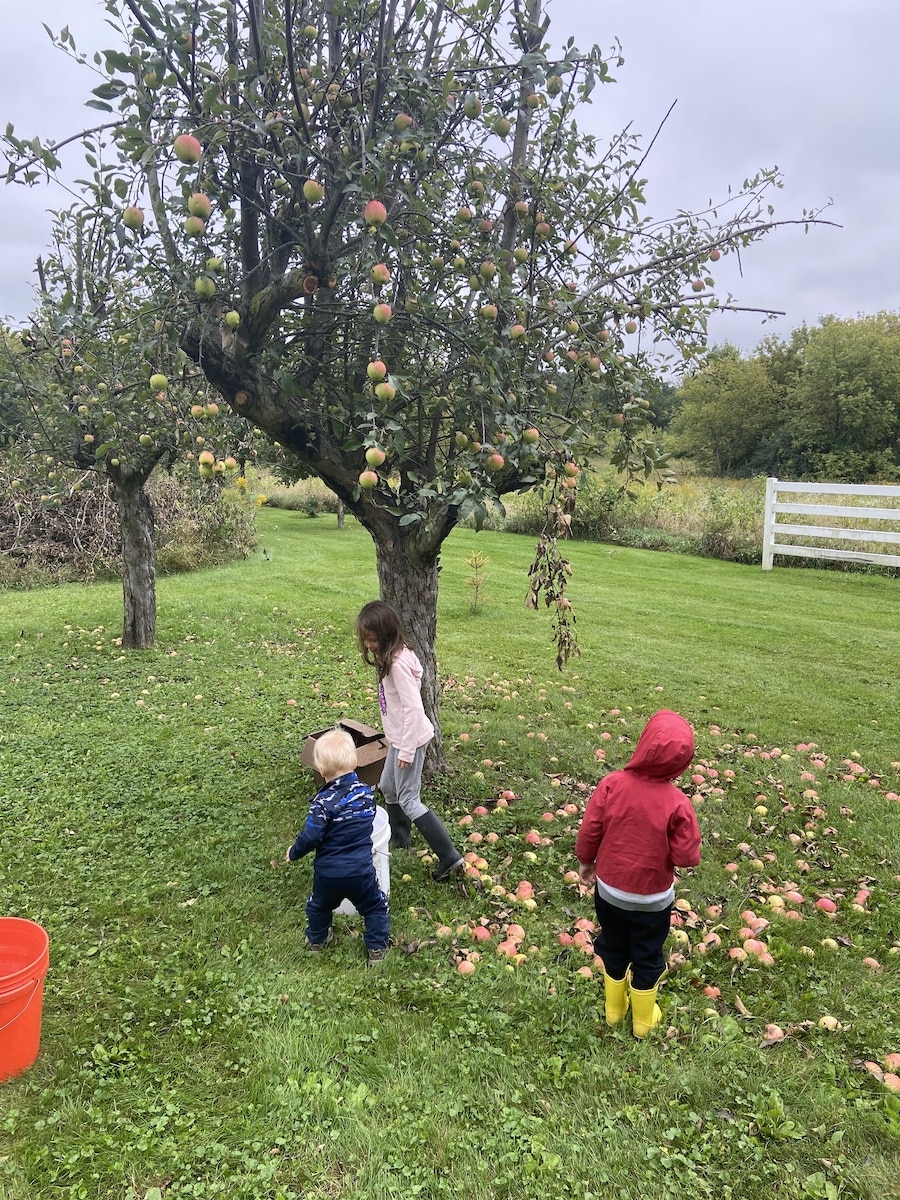 kids picking apples at a home orchard