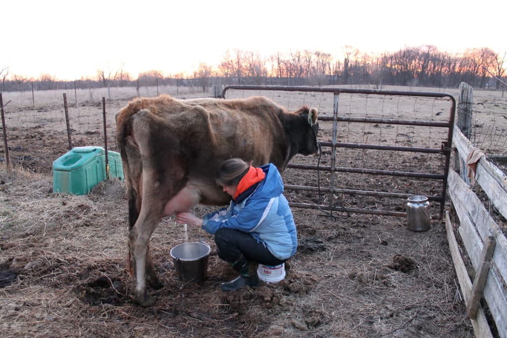 milking a cow in the winter