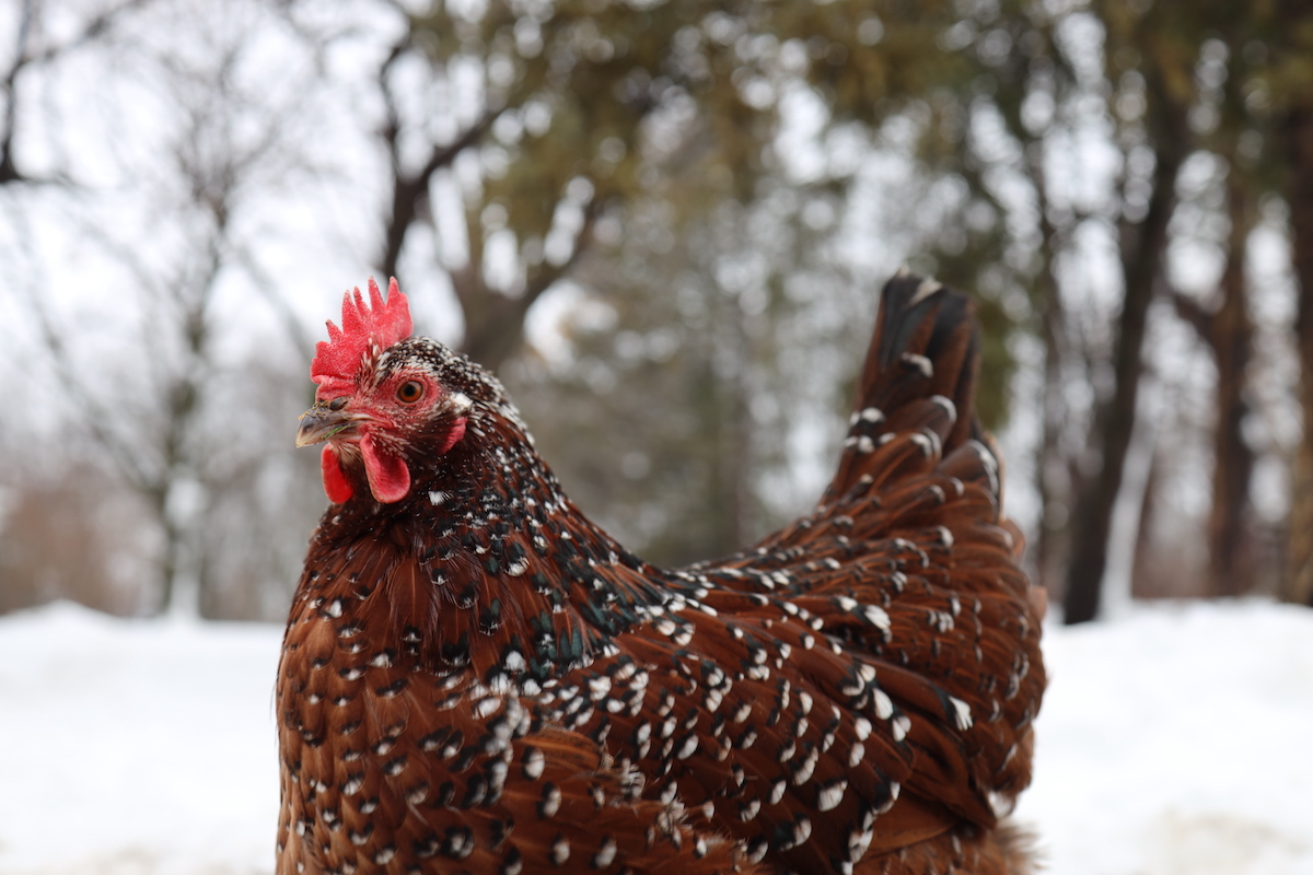 speckled sussex hen in wintertime