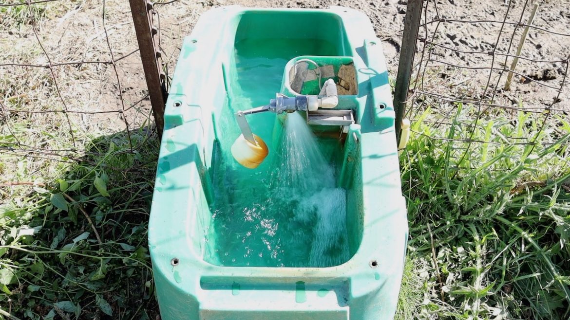 Jug Waterer Review Best Automatic Waterer For Farms And Homesteads