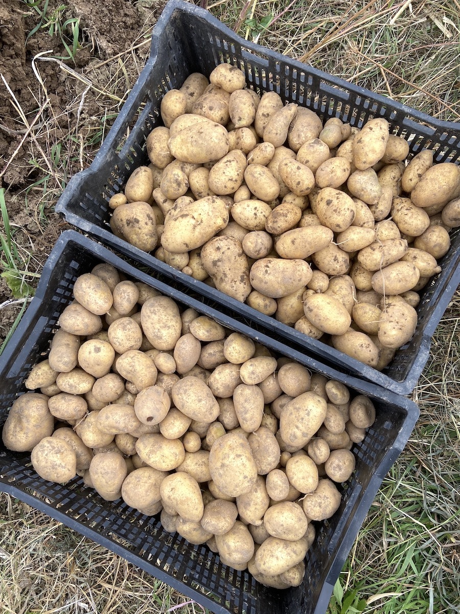 bins of carola potatoes from the garden