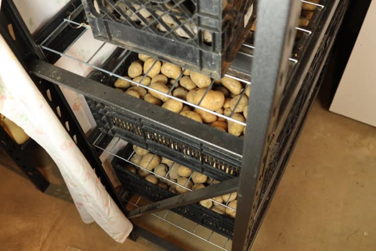 How To Store Potatoes From The Garden Long Term From Scratch Farmstead   Bins Of Potatoes On Storage Racks 768x512 