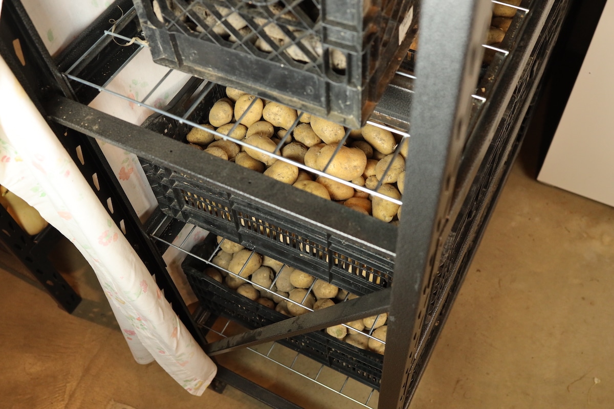 bins of potatoes on storage racks