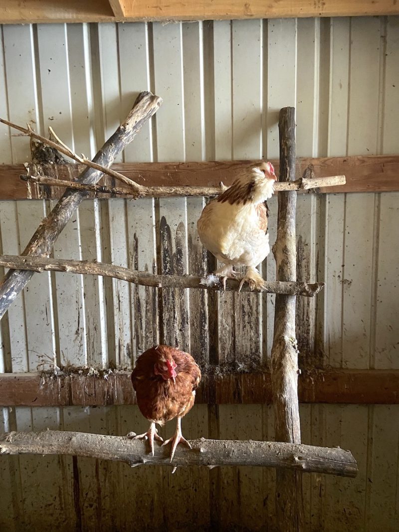 Chicken Roost Designs Two Simple DIY Ladder Perch Ideas From