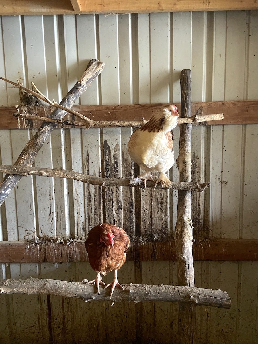 brach ladder roost in chicken coop
