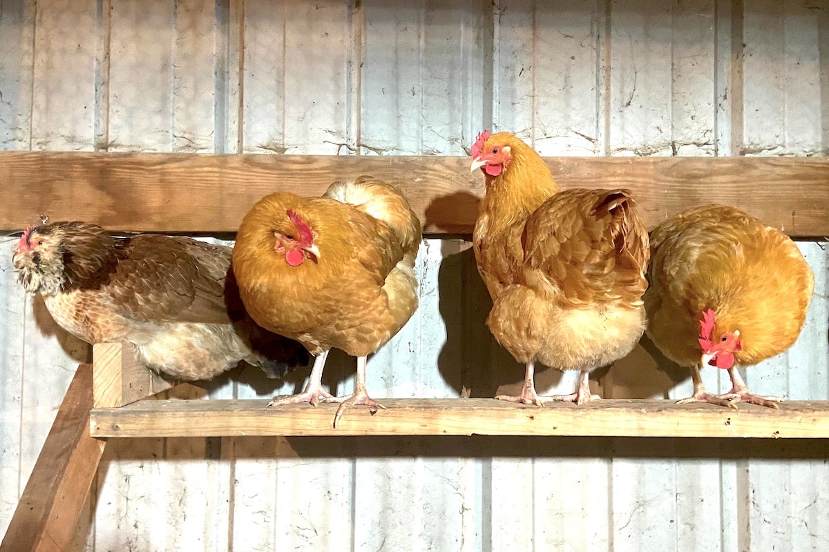 chickens roosting on diy 2x4 ladder roost design