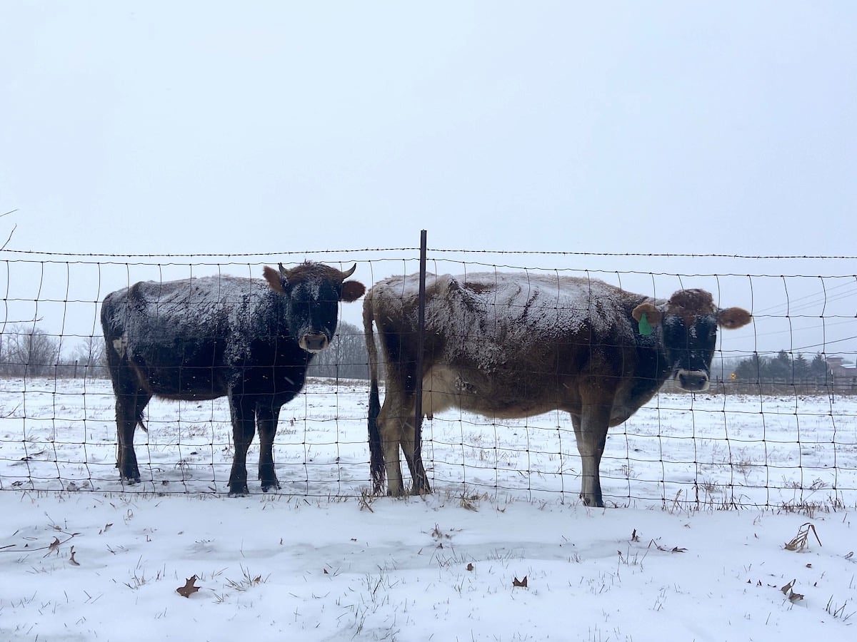 cows in winter covered in snow