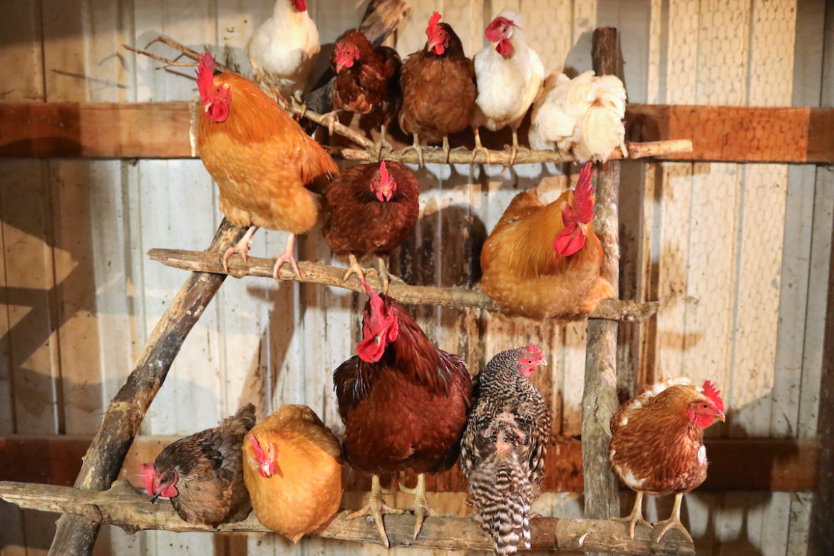 Chicken Roost Designs | Two Simple DIY Ladder Perch Ideas - From ...