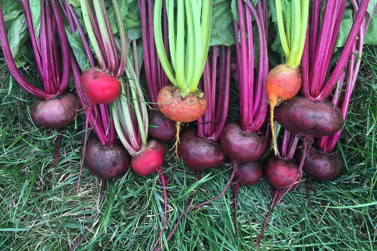 homegrown beets from the garden