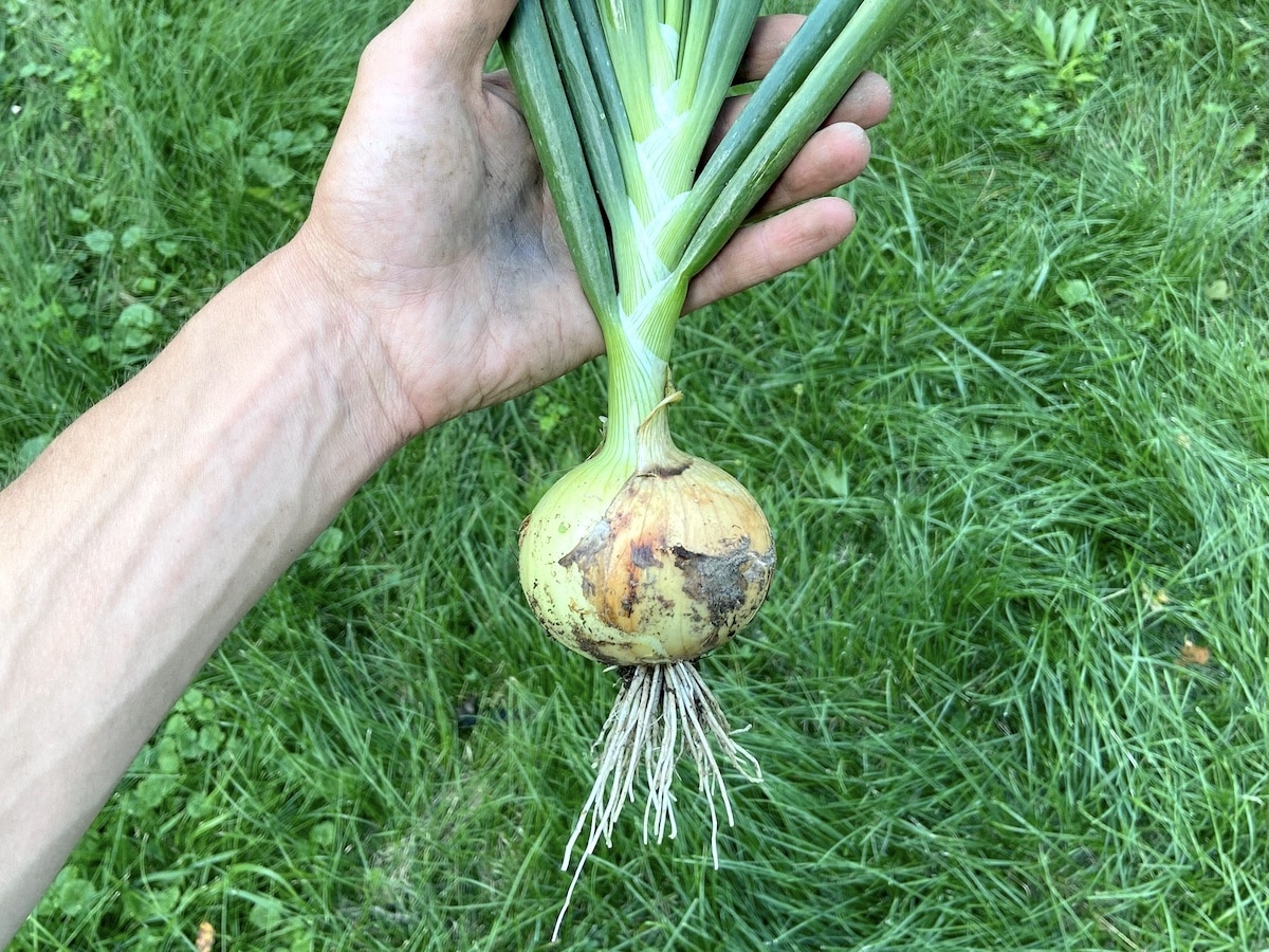 homegrown onion grown in the garden