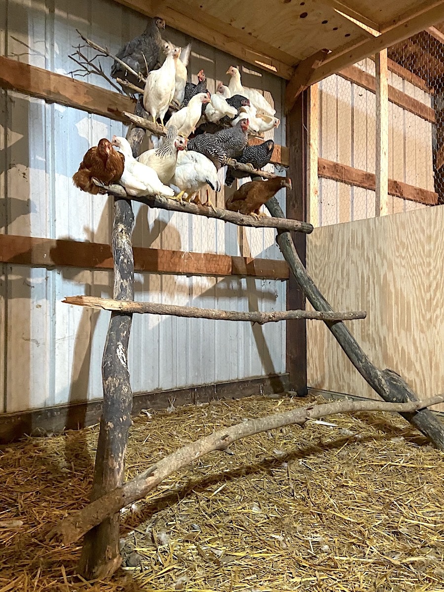 how to build a chicken roost ladder