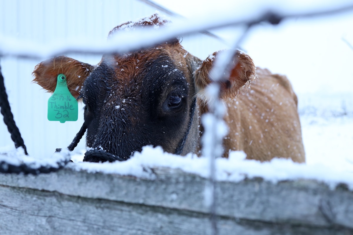 how to take care of cows in winter